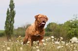 DOGUE DE BORDEAUX 044